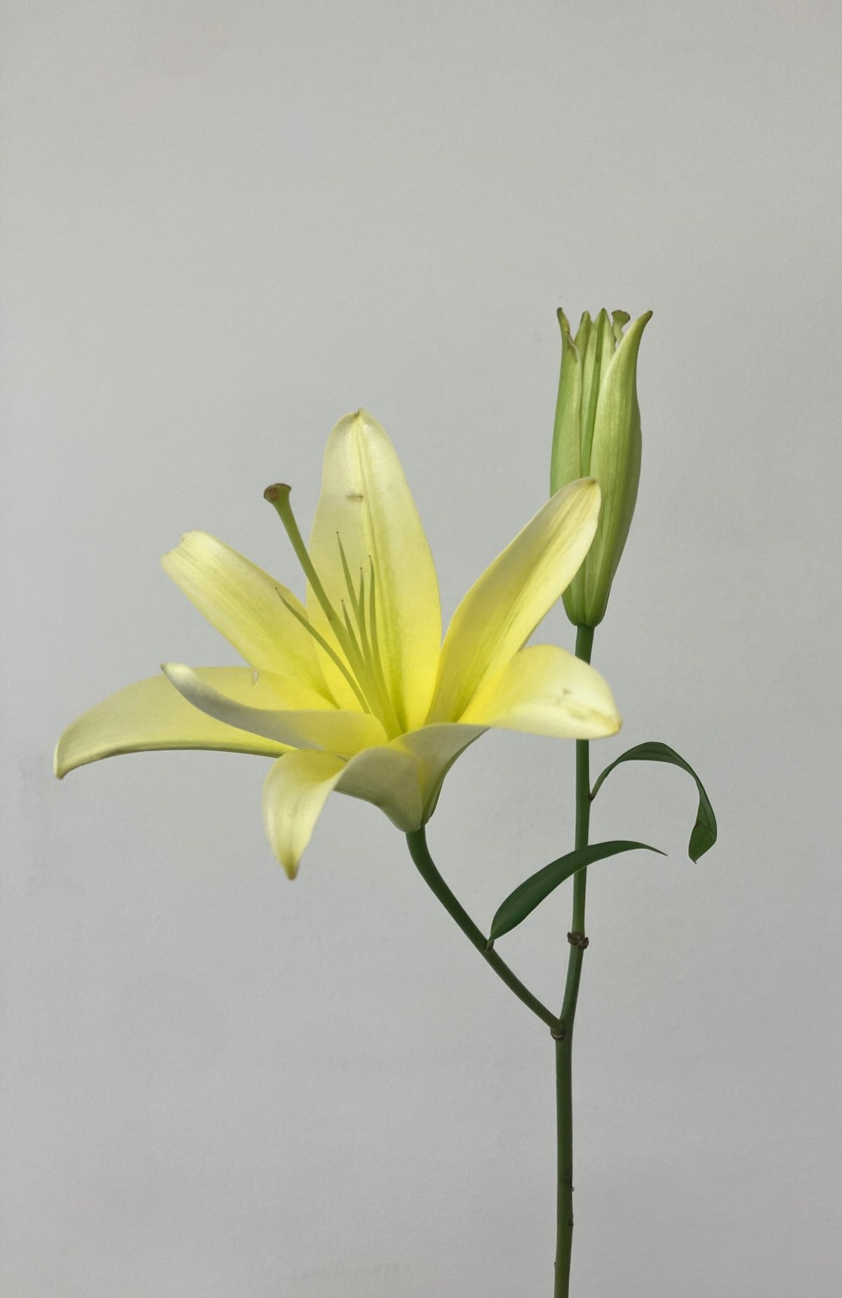 나리 백합